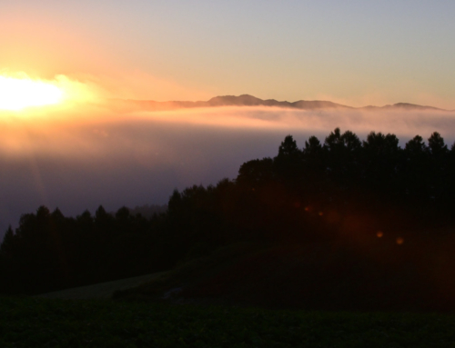丘の雲海（朝霧の季節）